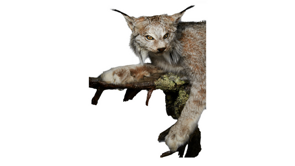 Lynx Life Sized Animal Mount
