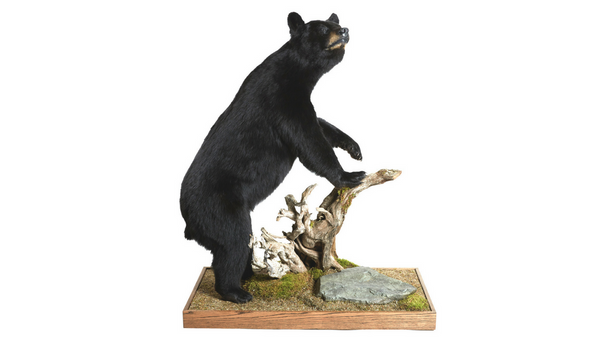 Black Bear Life Sized Animal Mount