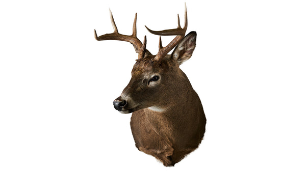 Deer Full Shoulder Mount