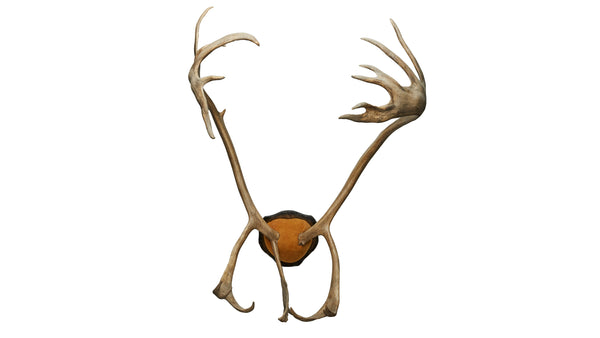 Caribou Padded Antlers
