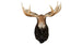 Moose Full Shoulder Mount